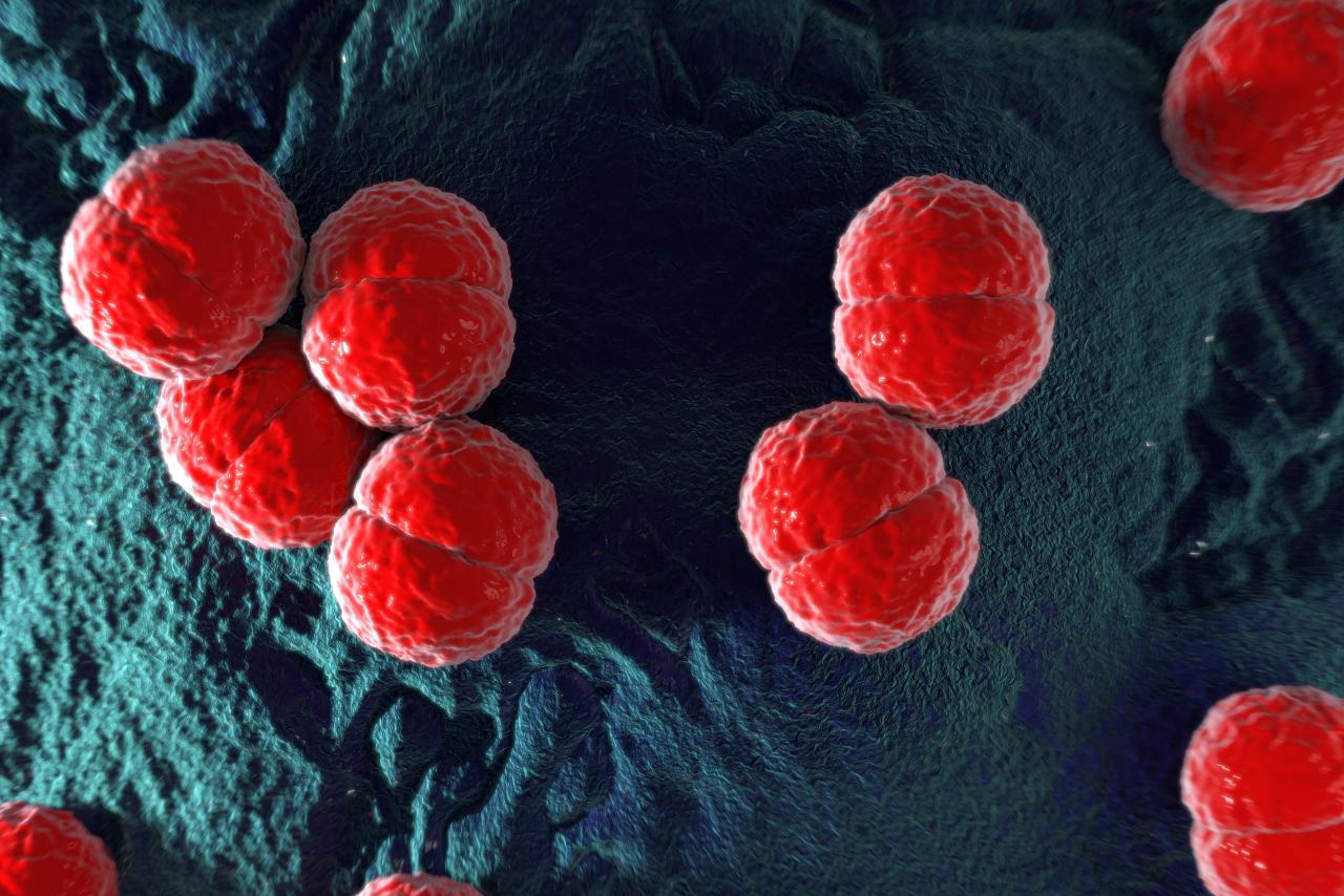 Neisseria meningitidis or meningococcus bacterium