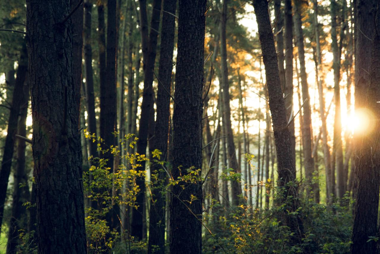 Trees in a rainforest with light shining through