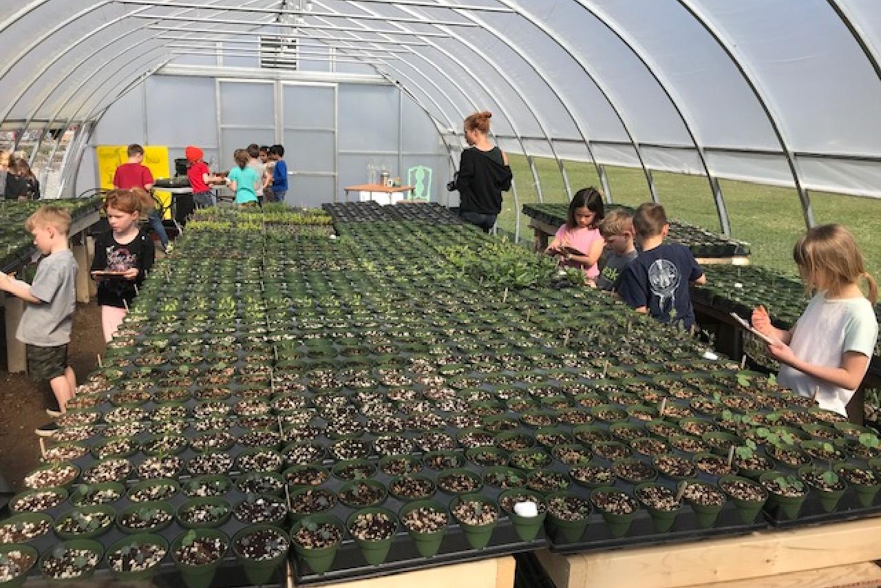 Students drawing and observing seed starts in greenhouse