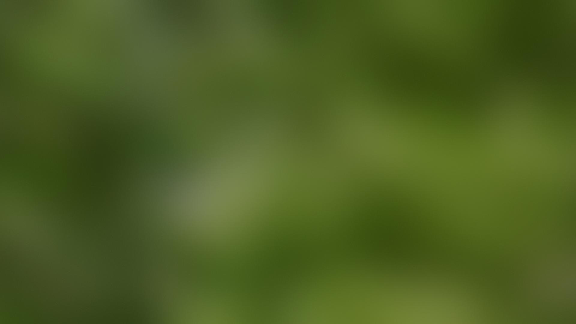 Blurred green background