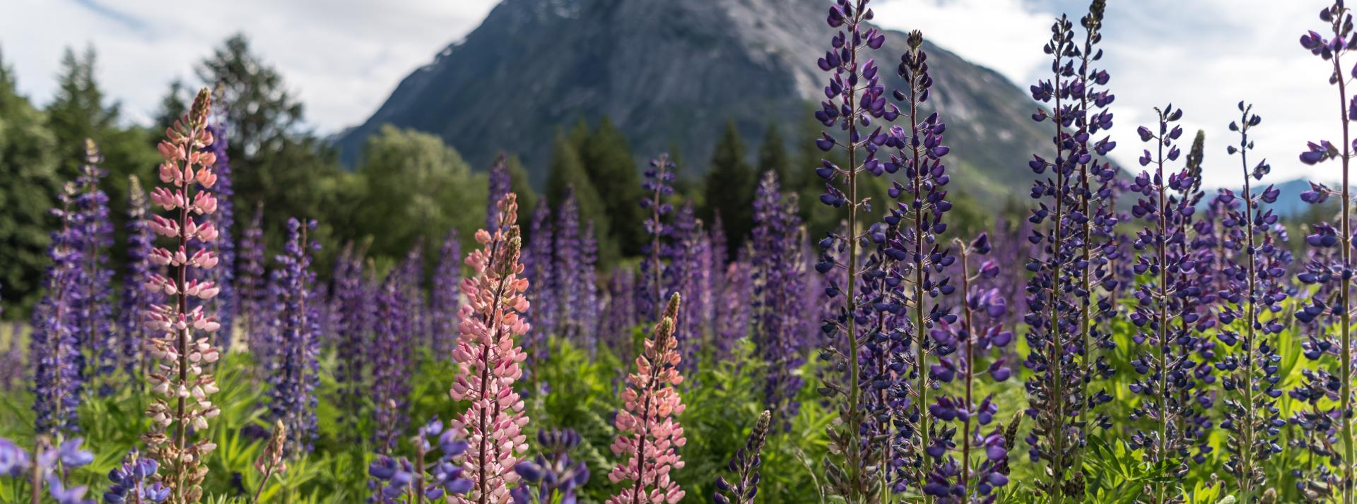 Bella Coola mountains
