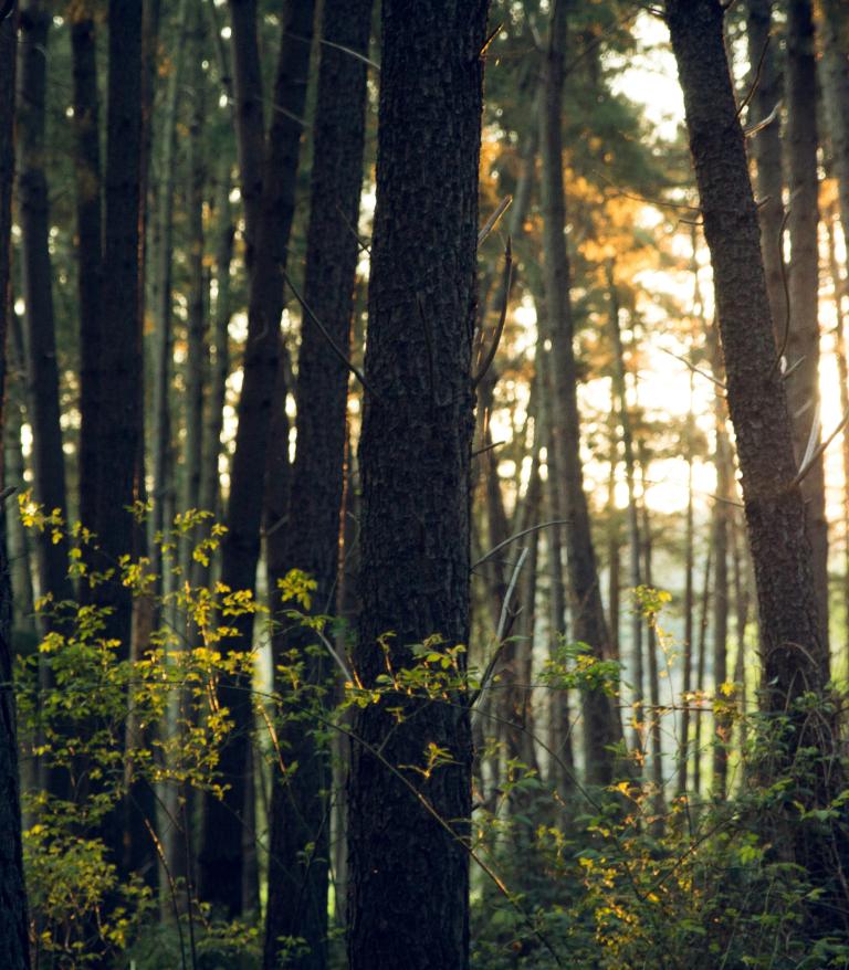 Trees in a rainforest with light shining through