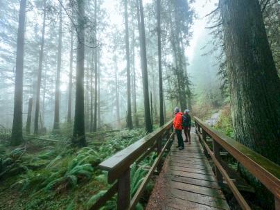 two people hiking in a forest