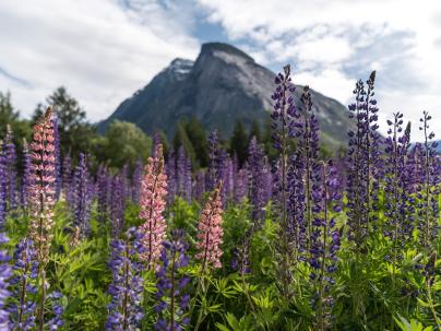 Bella Coola mountains